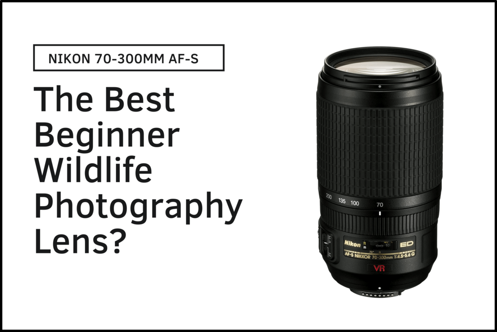 Wildlife Photography on a Budget: Why the Nikon 70-300mm is the